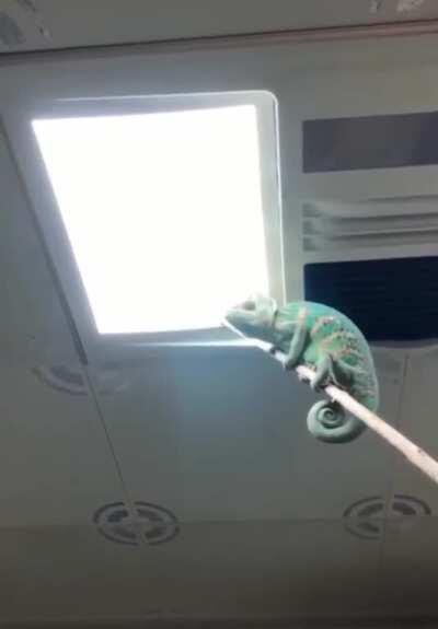 The perfect fly swatter