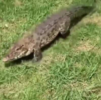 A crocodile can gallop