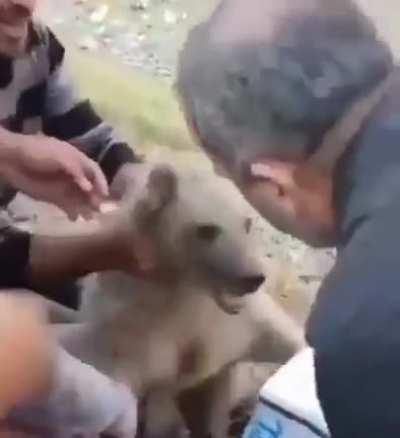 To rescue a stuck bear