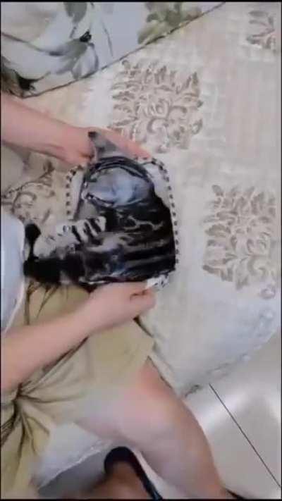 Don't forget the tail!!