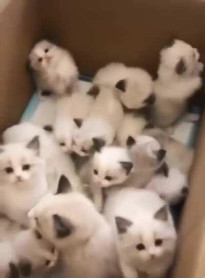 Kitten box