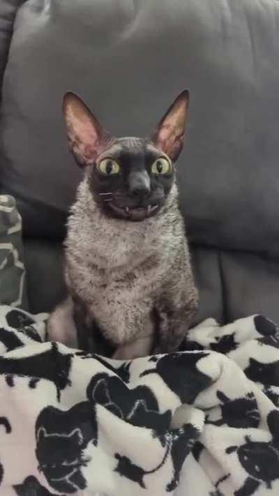 Ну допустим мяу