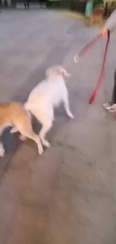 怎么办啊 哇哇哇