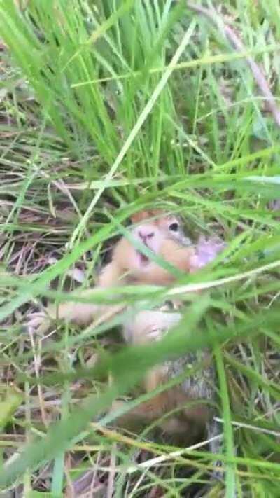 Baby gopher derps out when spooked!