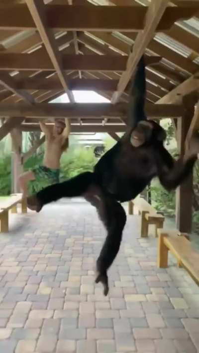 Man vs chimp