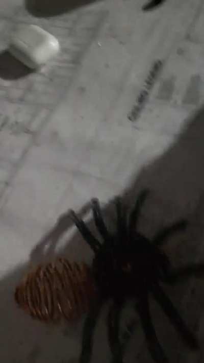 Spider