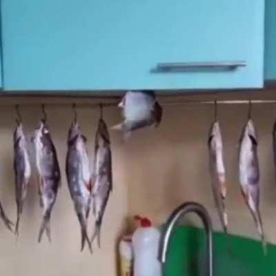 пушистые мудаки