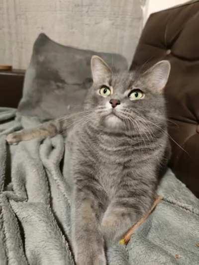 When your cat is on catnip