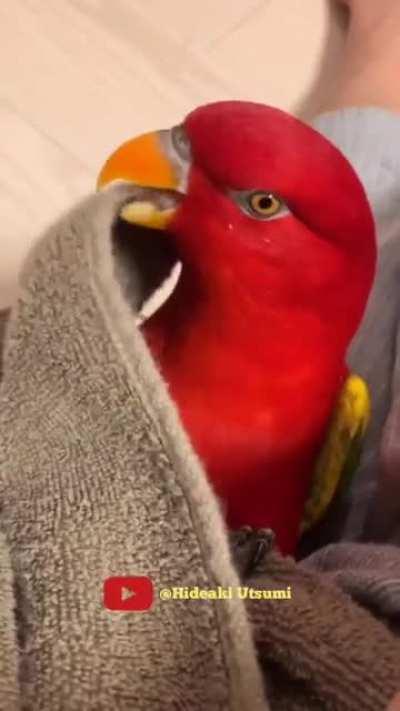The bird goes... wuewuewuewue...