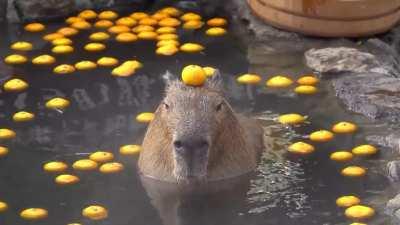 Capybara with an orange on his head