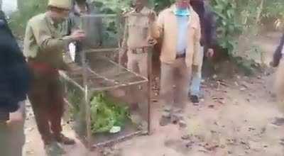 This is what Freedom looks like. They all were being smuggled. Released by forest department staff. Credit: Parveen Kaswan