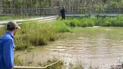 Feeding a modern day dinosaur