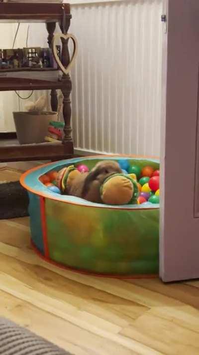 Had a few questions from my picture yesterday that I have to show you all Dwight enjoying his ball pit!