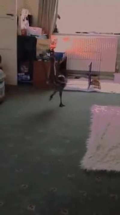 Emu With Arms
