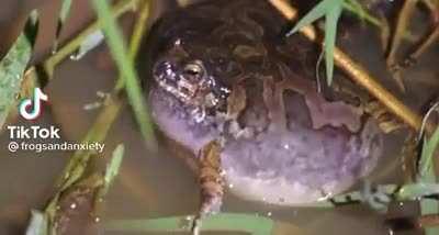 Not sure if this has been posted but what kind of frog is this that makes these croaks?
