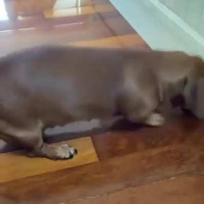 Salsinha com os caralhos 