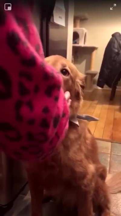 When you read online that a golden retriever’s mouth is so gentle they can hold an egg in their mouth without cracking it so you try it on your dog 🥚