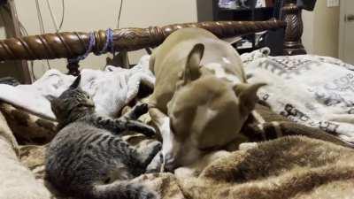 During play, Olympus (dog) dug his nose in Belle (cat) and must’ve inhaled cat fur, which led to a sneezy dog and a very startled cat.