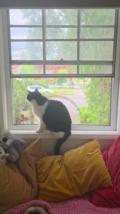Local magpies hate my indoor cats. Is this a problem?