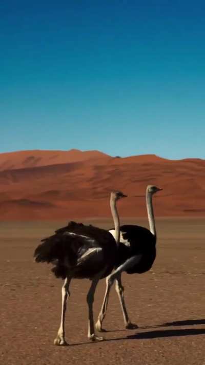 🔥 Pair of elegant, almost regal, ostriches in the Namib Desert.