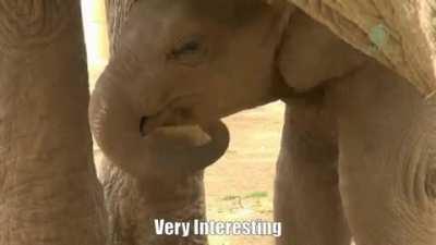 Very interesting indeed