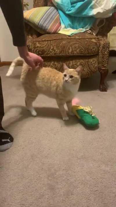 Peaches is still zooted from getting her tooth yanked this morning