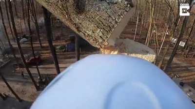 Срезанное дерево упало правильно