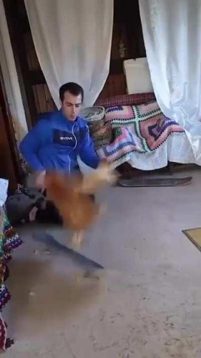 chicken does a kickflip