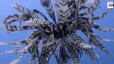 Thanks, I hate the Feather Star.