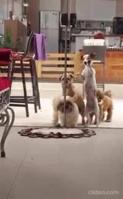 Doggos works as team to get the Glass door open.