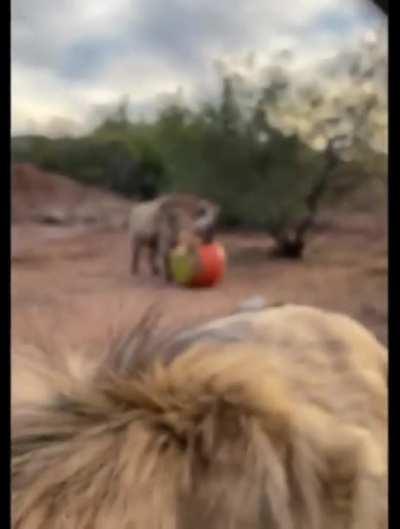 Posting yeens until I get to pet one day 1070 ð°... a... ð® (Very important message) 