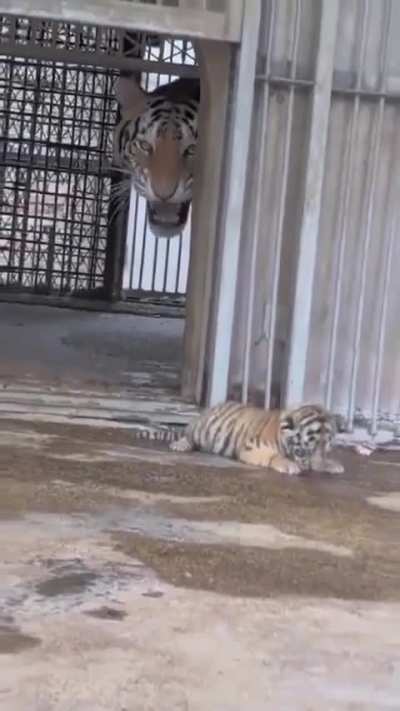 I know tigers are big, but I definitely wasn't expecting her to come around the corner that massive