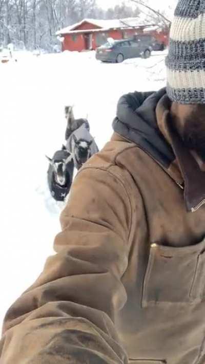 Goat train! Plus some awesome news.