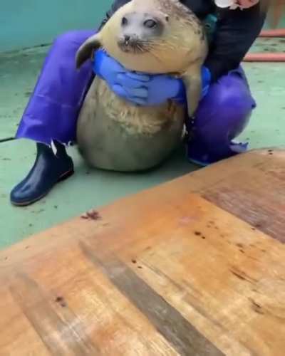 lazy fatty yo-chan refuses to be any help as she's getting weighted 💔