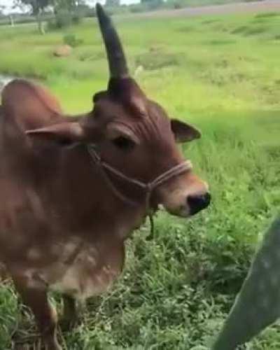 Brasil: Where even unicorns are real.