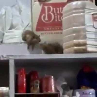 Olympic Wrestling Finals 0.4 kg category.