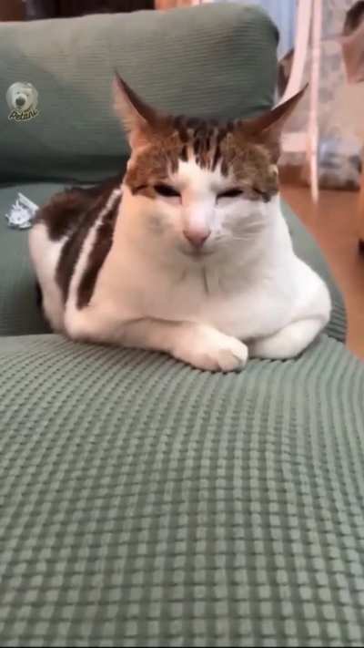 This smug looking wunk ahhhh