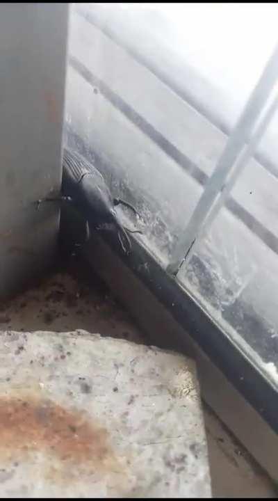 Big weevil time????????