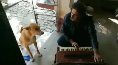 Doggo became singer