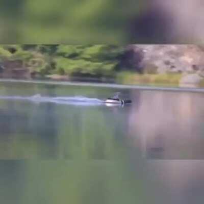Duck making a smooth landing on water, while always being centered on frame.