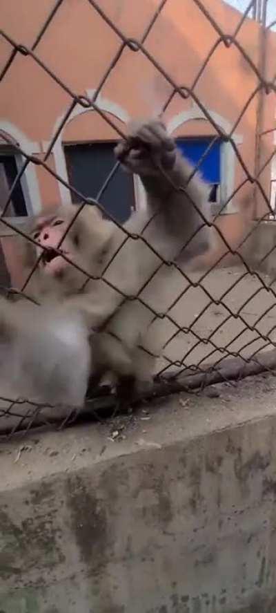 Man messes with the wrong monkey
