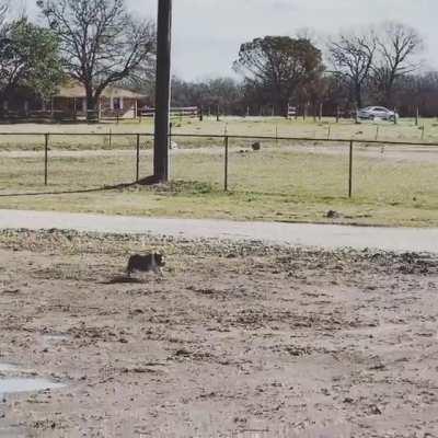 This little piggy went ZOOM all the way home