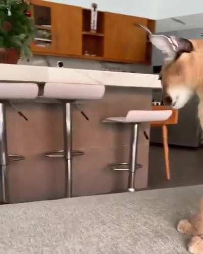 deranged cackling creature mesmerized in the face of the stoic and serene wunkie