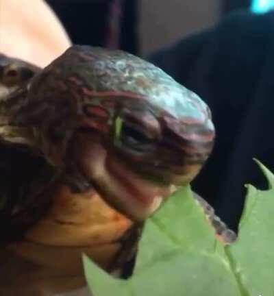 I ain’t sharing my leaf!