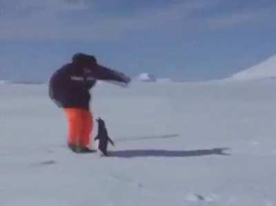 you messed with the wrong penguin