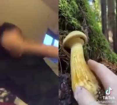 gymnopilus ventricosus