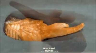 The metamorphosis of a Hercules Beetle.