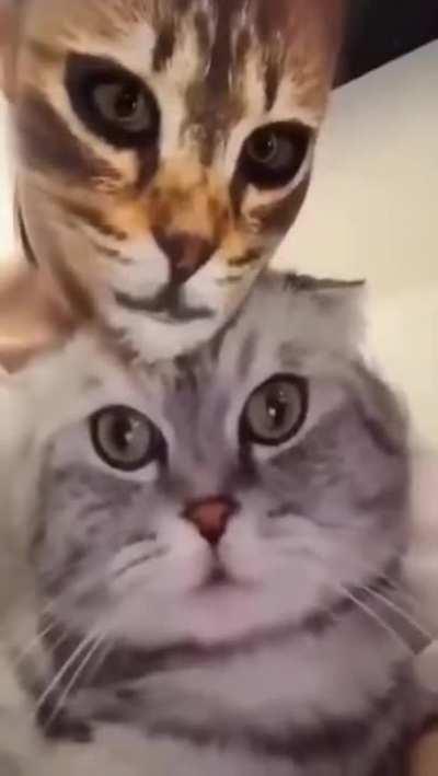 Soooo cats know about reflection?