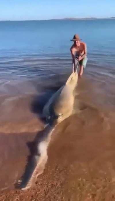 Risking life and limb to help out a beached sawfish.