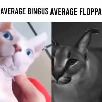 Average Bingus Average Floppa